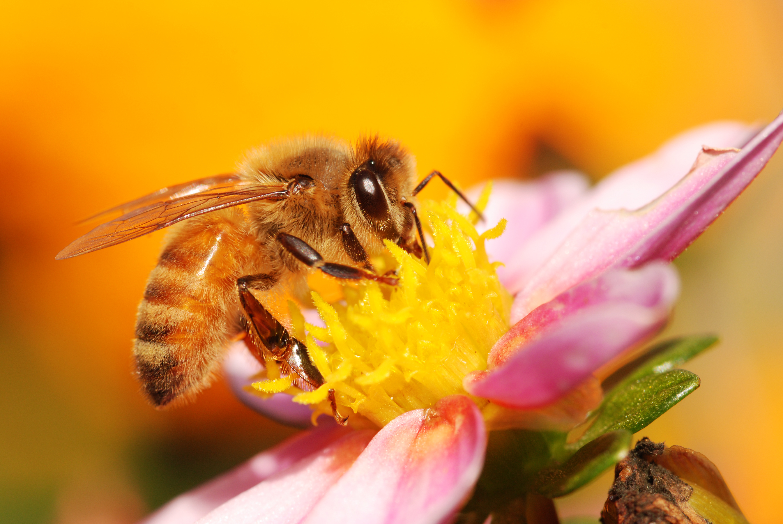 Сбор нектара. Пчела. Пчелы и мед. Медовая пчела. Пчела фото.